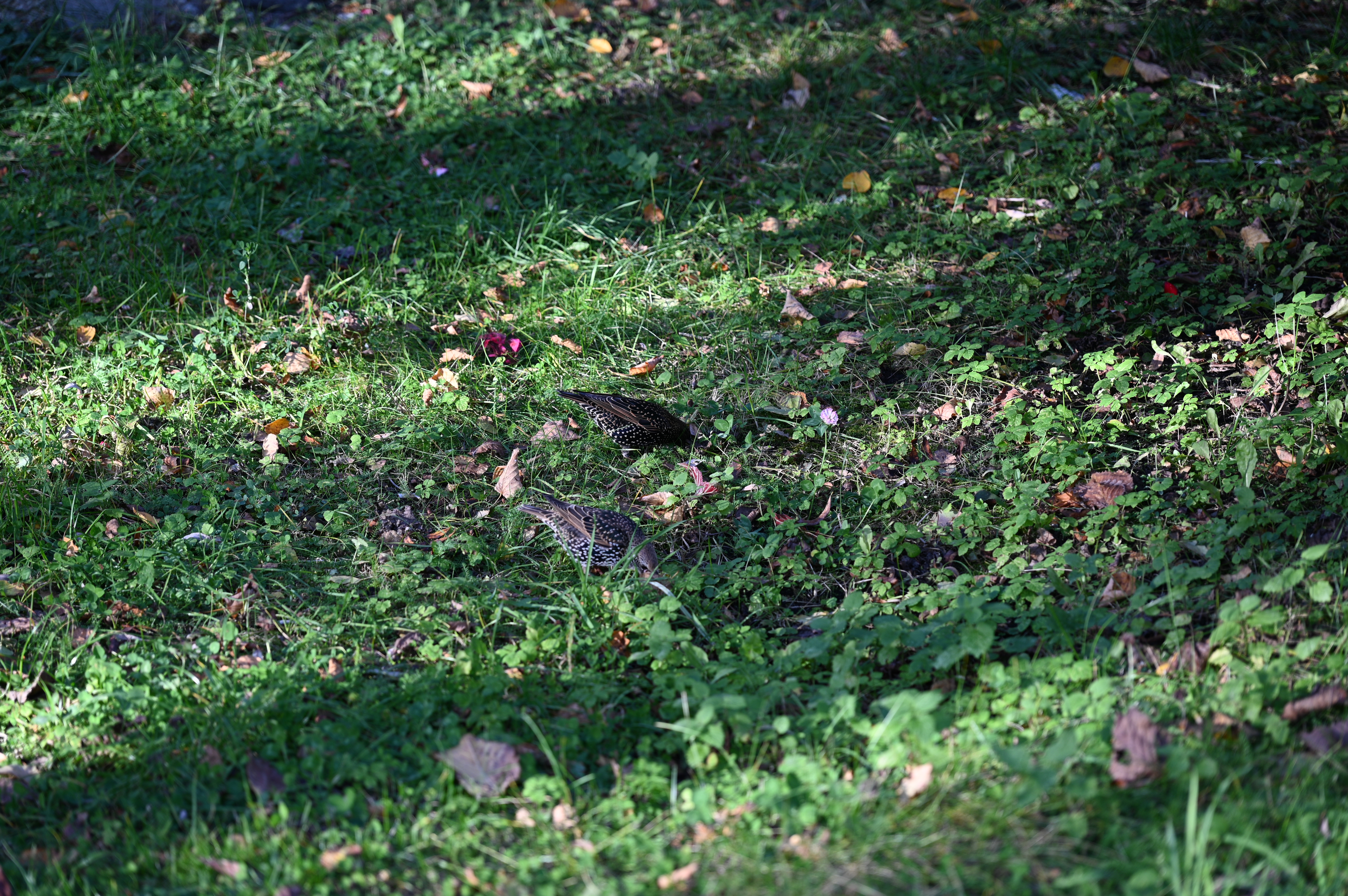 2025/10/18 - walk/DSC_0134.JPG